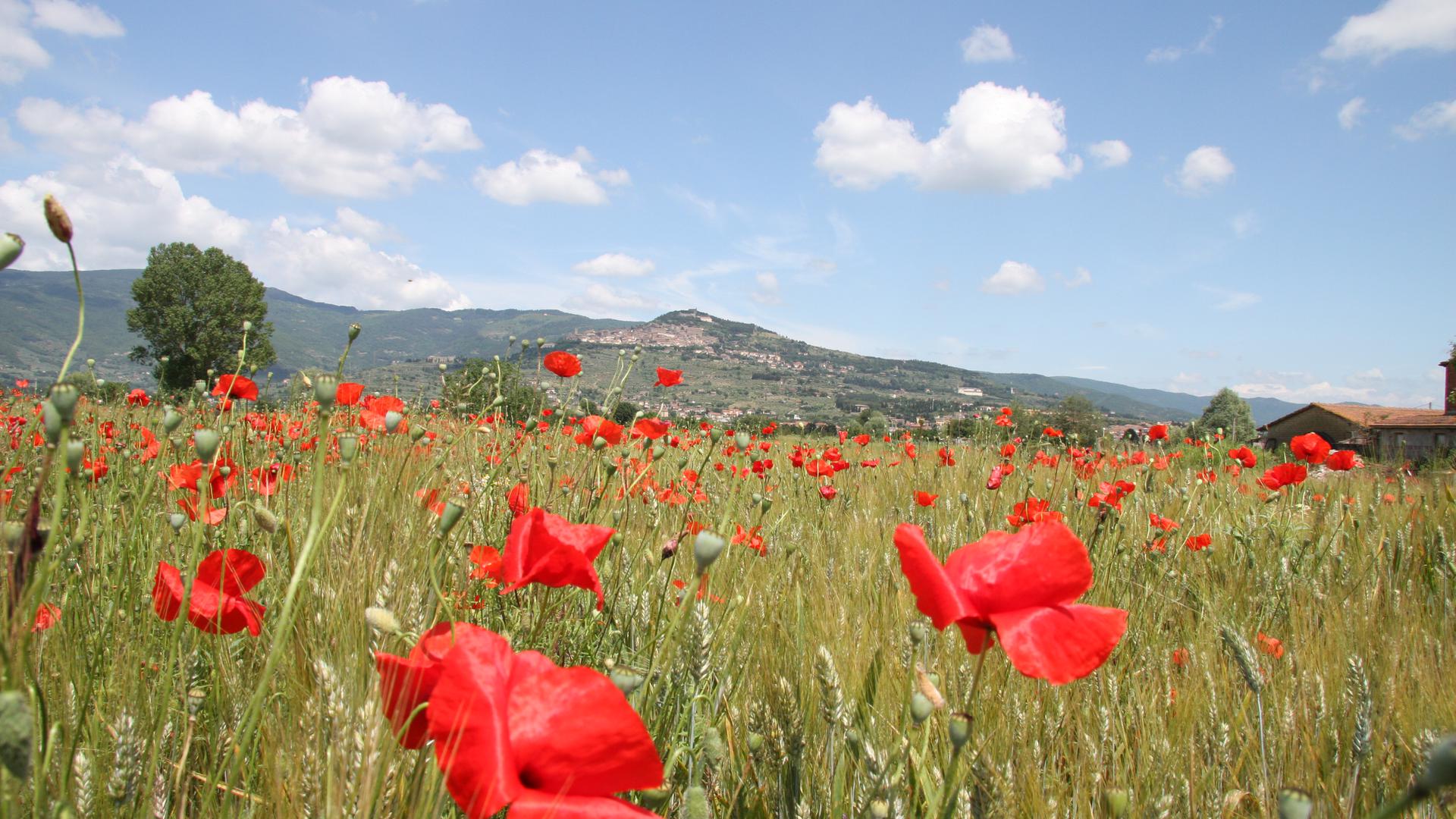 Cosa fare a Cortona, Toscana | Tour del centro storico